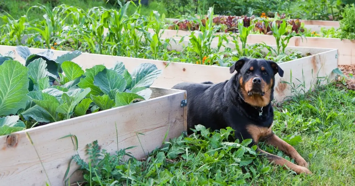 Best Wood for Raised Beds